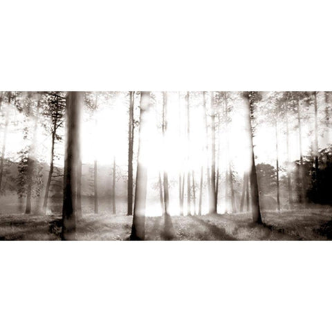 Sunrise in the Pines White Modern Wood Framed Art Print by McLoughlin, James