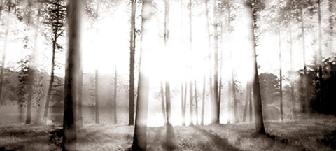 Sunrise in the Pines Black Ornate Wood Framed Art Print with Double Matting by McLoughlin, James