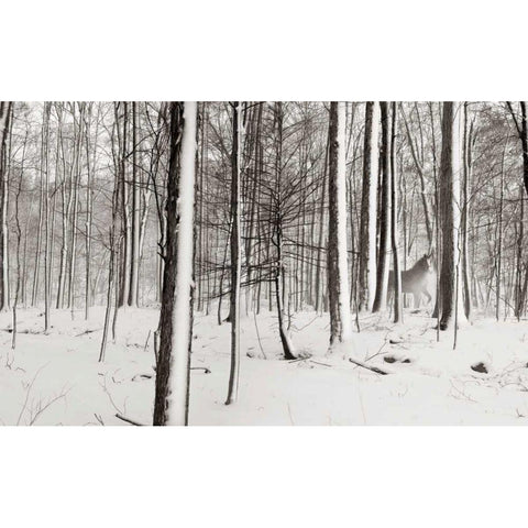 A Snowy Walk I White Modern Wood Framed Art Print by McLoughlin, James