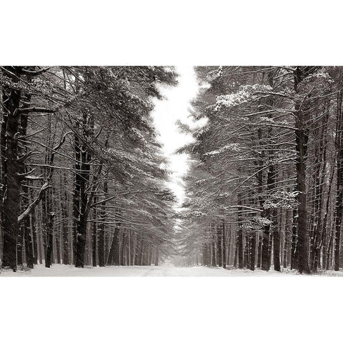A Snowy Walk IV Gold Ornate Wood Framed Art Print with Double Matting by McLoughlin, James