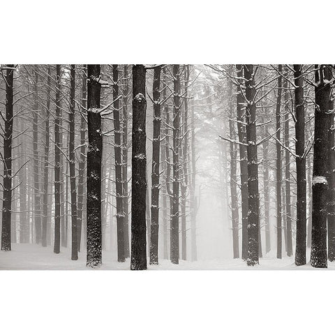 A Snowy Walk V Gold Ornate Wood Framed Art Print with Double Matting by McLoughlin, James