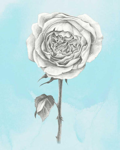 Graphite Rose I Black Ornate Wood Framed Art Print with Double Matting by Popp, Grace
