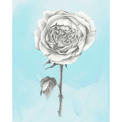 Graphite Rose I Black Modern Wood Framed Art Print by Popp, Grace