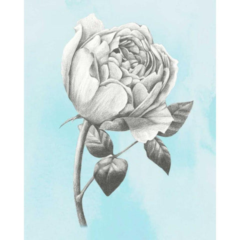 Graphite Rose II White Modern Wood Framed Art Print by Popp, Grace