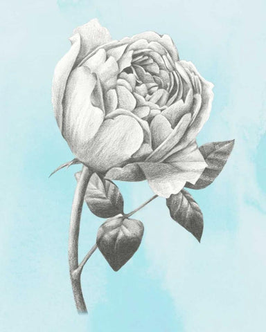 Graphite Rose II Black Ornate Wood Framed Art Print with Double Matting by Popp, Grace