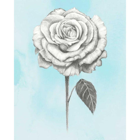Graphite Rose III White Modern Wood Framed Art Print by Popp, Grace