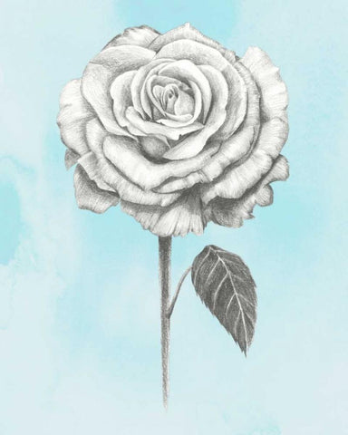 Graphite Rose III White Modern Wood Framed Art Print with Double Matting by Popp, Grace