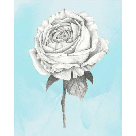 Graphite Rose IV Gold Ornate Wood Framed Art Print with Double Matting by Popp, Grace