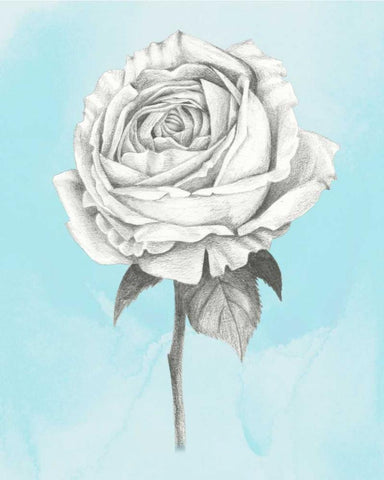 Graphite Rose IV White Modern Wood Framed Art Print with Double Matting by Popp, Grace