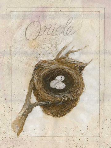 Nest - Oriole White Modern Wood Framed Art Print with Double Matting by Della-Piana, Elissa