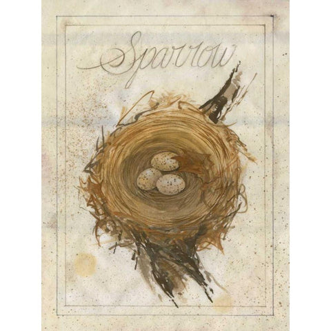 Nest - Sparrow Black Modern Wood Framed Art Print with Double Matting by Della-Piana, Elissa