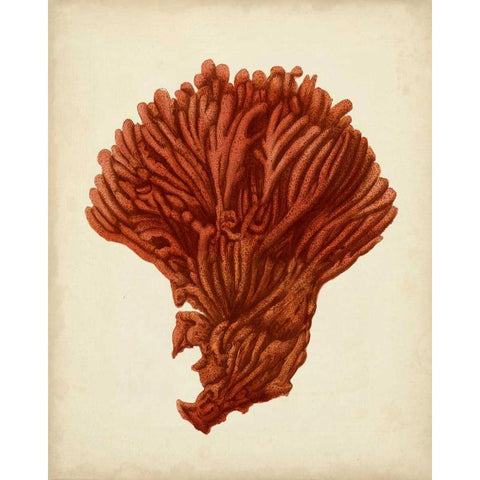 Antique Red Coral I Gold Ornate Wood Framed Art Print with Double Matting by Vision Studio