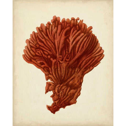 Antique Red Coral I White Modern Wood Framed Art Print by Vision Studio
