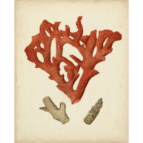 Antique Red Coral II Black Modern Wood Framed Art Print with Double Matting by Vision Studio