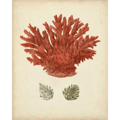 Antique Red Coral III Black Modern Wood Framed Art Print with Double Matting by Vision Studio