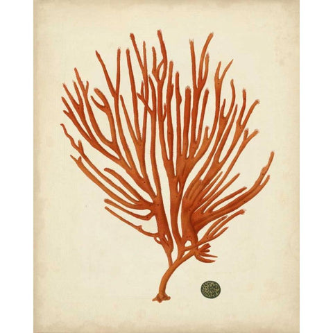 Antique Red Coral IV Black Modern Wood Framed Art Print by Vision Studio