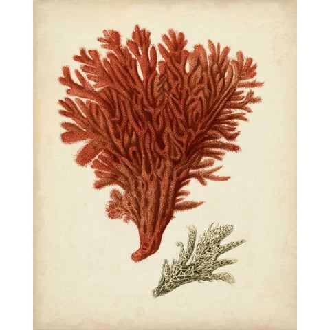 Antique Red Coral V Black Modern Wood Framed Art Print with Double Matting by Vision Studio