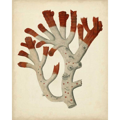 Antique Red Coral VI Black Modern Wood Framed Art Print by Vision Studio