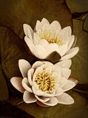 Lily Pad Duo White Modern Wood Framed Art Print with Double Matting by Perry, Rachel