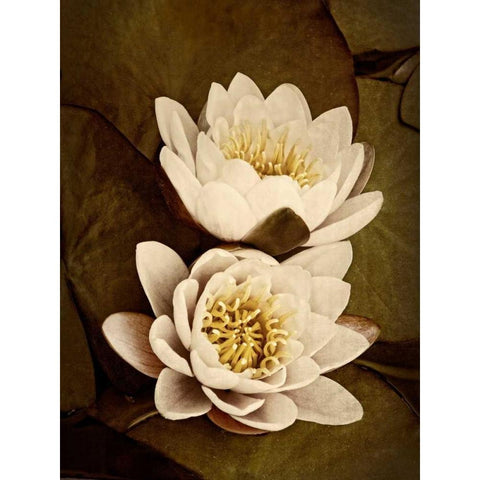 Lily Pad Duo White Modern Wood Framed Art Print by Perry, Rachel