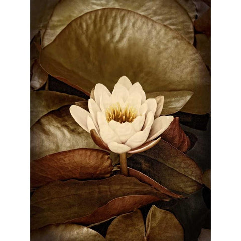 Lily Pad Single Black Modern Wood Framed Art Print with Double Matting by Perry, Rachel