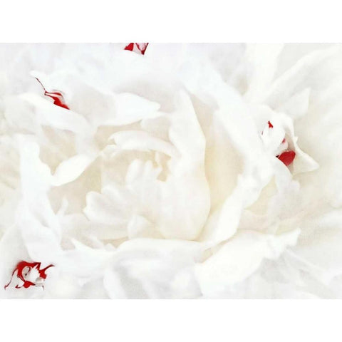 White Linen Peony I Gold Ornate Wood Framed Art Print with Double Matting by Perry, Rachel