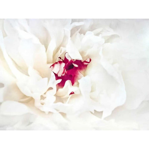 White Linen Peony II Black Modern Wood Framed Art Print with Double Matting by Perry, Rachel