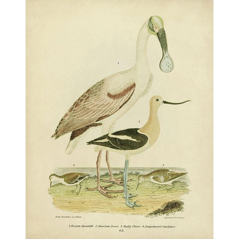 Antique Spoonbill and Sandpipers Gold Ornate Wood Framed Art Print with Double Matting by Wilson, Alexander