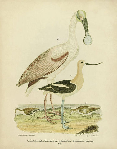 Antique Spoonbill and Sandpipers Black Ornate Wood Framed Art Print with Double Matting by Wilson, Alexander