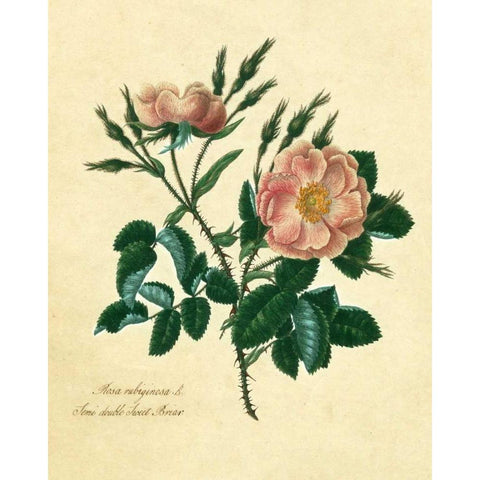 Sweet Briar Rose Gold Ornate Wood Framed Art Print with Double Matting by Lawrence, Mary