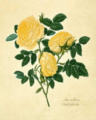 Double Yellow Rose White Modern Wood Framed Art Print with Double Matting by Lawrence, Mary