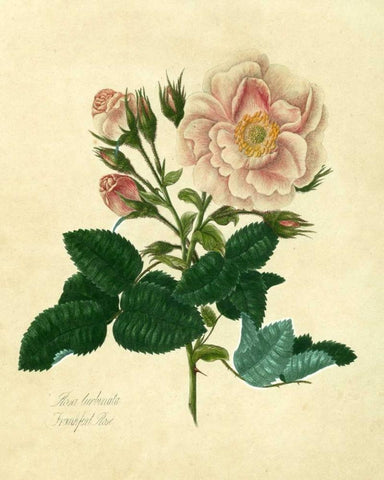 Frankfort Rose Black Ornate Wood Framed Art Print with Double Matting by Lawrence, Mary