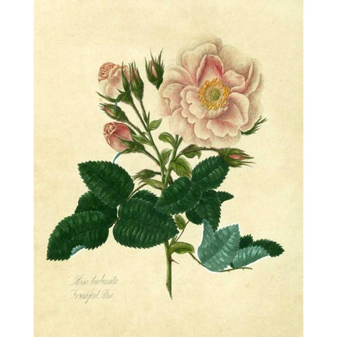 Frankfort Rose Black Modern Wood Framed Art Print by Lawrence, Mary