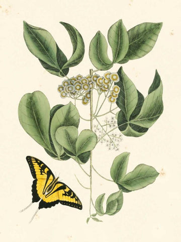 Non-Embellished Catesby Butterfly and Botanical II Black Ornate Wood Framed Art Print with Double Matting by Catesby, Mark