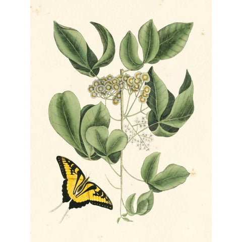 Non-Embellished Catesby Butterfly and Botanical II Black Modern Wood Framed Art Print with Double Matting by Catesby, Mark