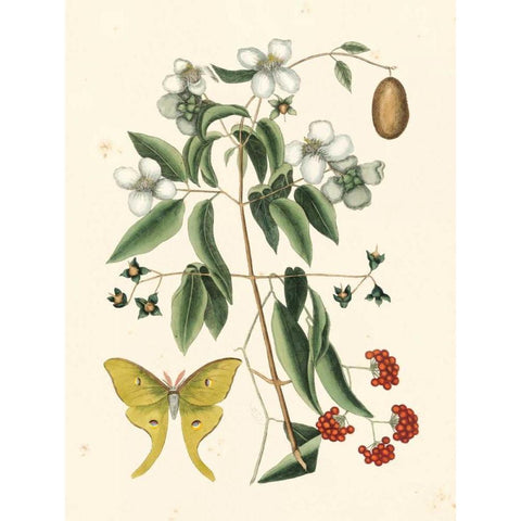 Catesby Butterfly and Botanical III Black Modern Wood Framed Art Print with Double Matting by Catesby, Mark