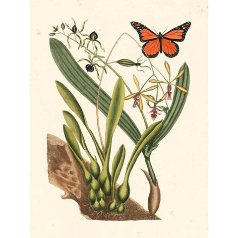 Catesby Butterfly and Botanical IV Black Modern Wood Framed Art Print by Catesby, Mark