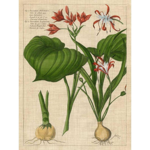 Botanical Study on Linen V White Modern Wood Framed Art Print by Vision Studio