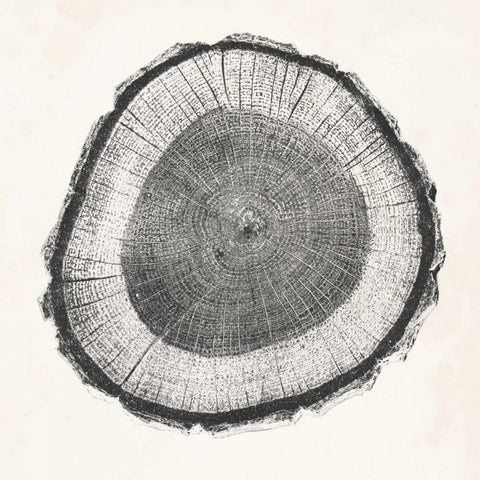 Tree Ring II Black Modern Wood Framed Art Print by Vision Studio