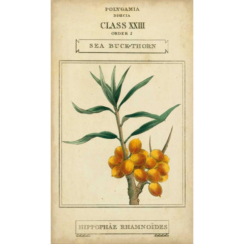 Linnaean Botany III Gold Ornate Wood Framed Art Print with Double Matting by Vision Studio