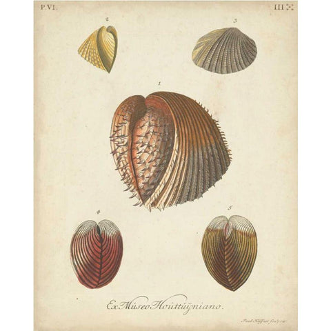 Antique Knorr Shells II Gold Ornate Wood Framed Art Print with Double Matting by Knorr