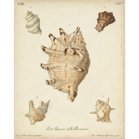 Antique Knorr Shells IV White Modern Wood Framed Art Print by Knorr