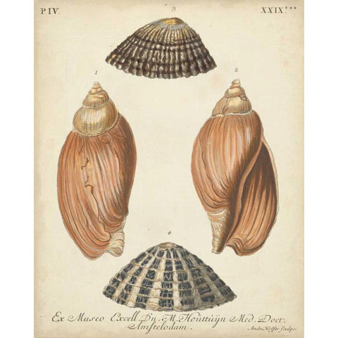 Antique Knorr Shells V Black Modern Wood Framed Art Print with Double Matting by Knorr