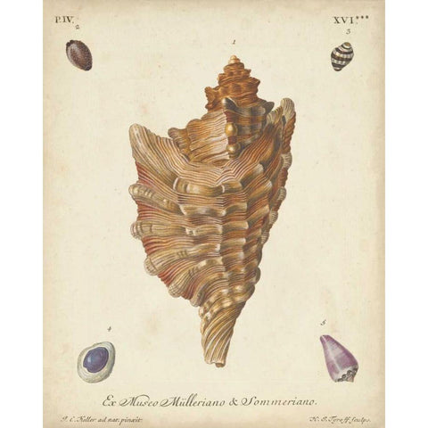 Antique Knorr Shells VI Gold Ornate Wood Framed Art Print with Double Matting by Knorr