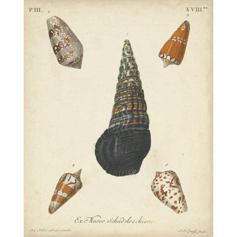 Antique Knorr Shells VIII Black Modern Wood Framed Art Print with Double Matting by Knorr