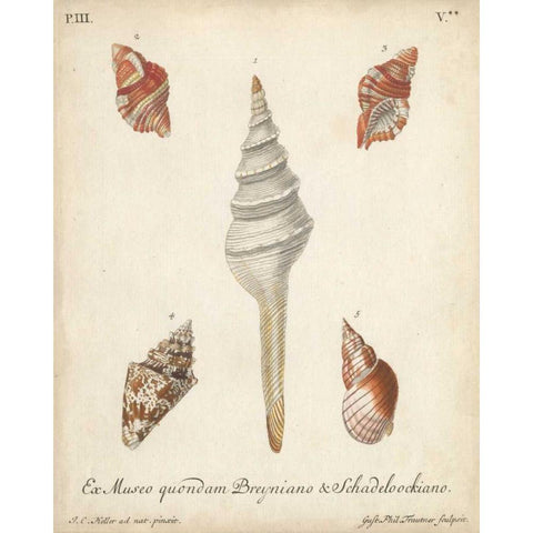 Antique Knorr Shells IX White Modern Wood Framed Art Print by Knorr