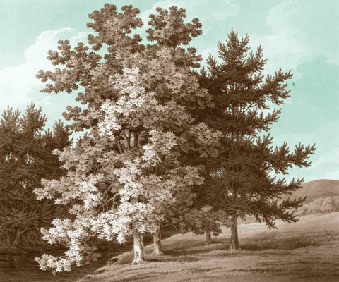 Serene Trees I Black Ornate Wood Framed Art Print with Double Matting by Kennion, Edward
