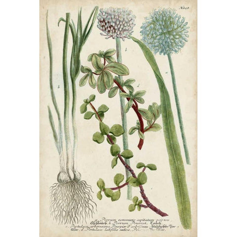 Allium White Modern Wood Framed Art Print by Weinmann