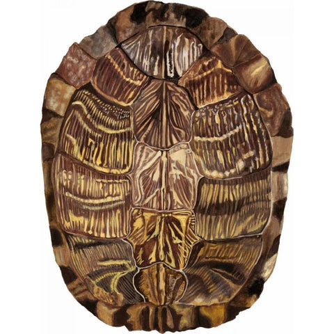 Tortoise Shell Detail I Gold Ornate Wood Framed Art Print with Double Matting by McCavitt, Naomi