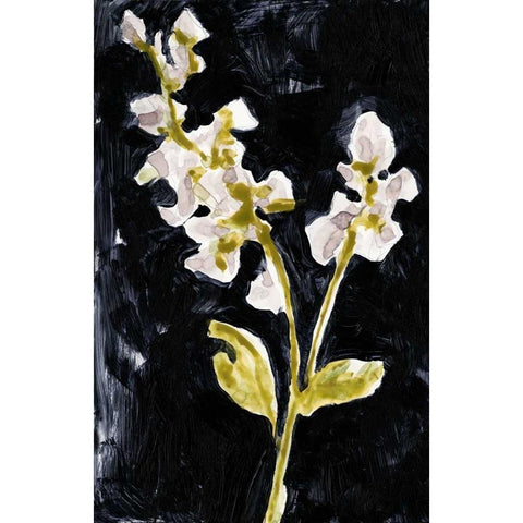 Midnight Phlox I Black Modern Wood Framed Art Print with Double Matting by Goldberger, Jennifer